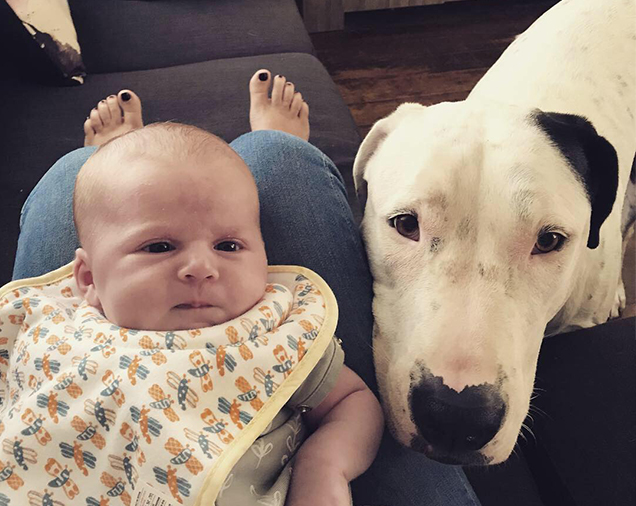 introducing your baby to your dog